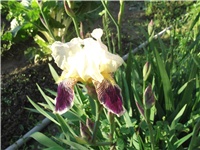 eabef9aa-Picture 159.jpg